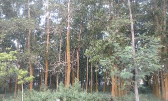 Hutan Akasia